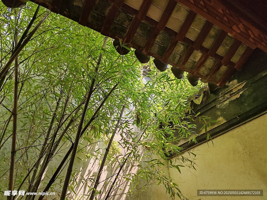 屋檐下的翠竹景致