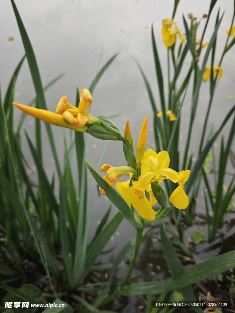 黃色鳶尾花綻放于綠葉間