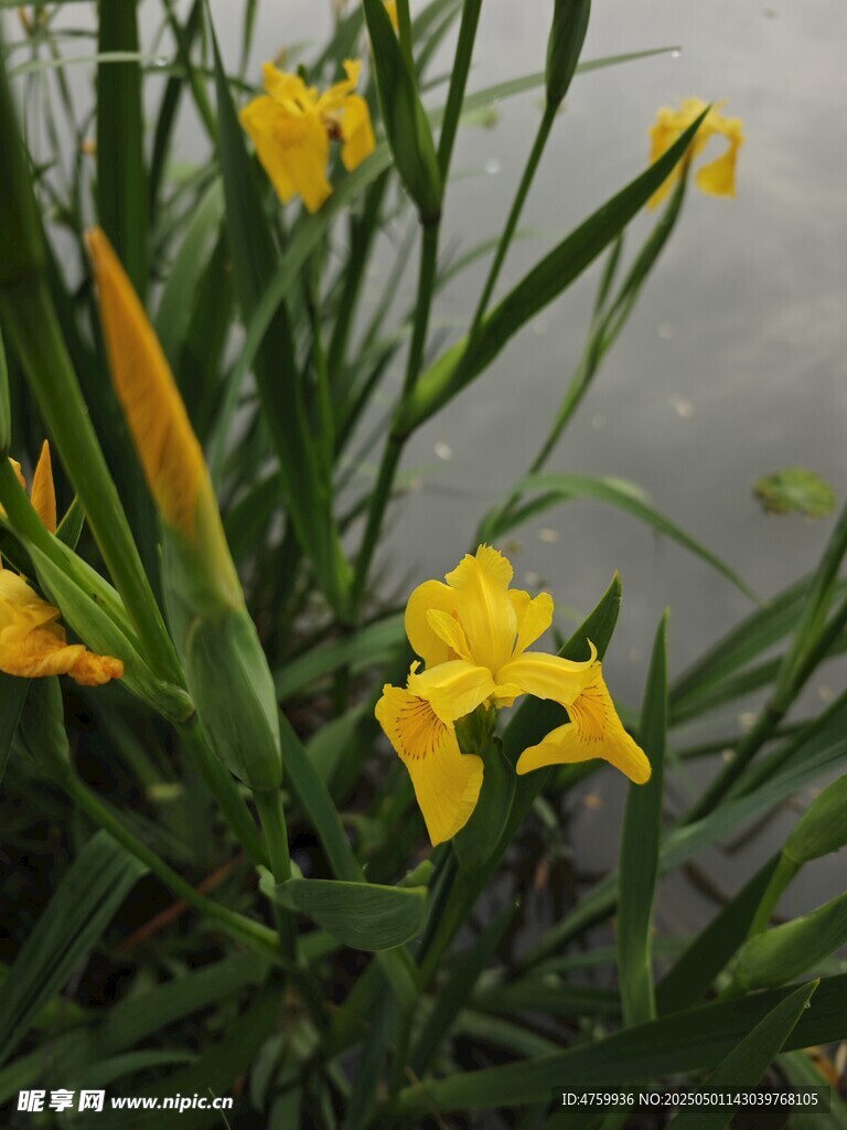 黃色鳶尾花綻放于綠葉間