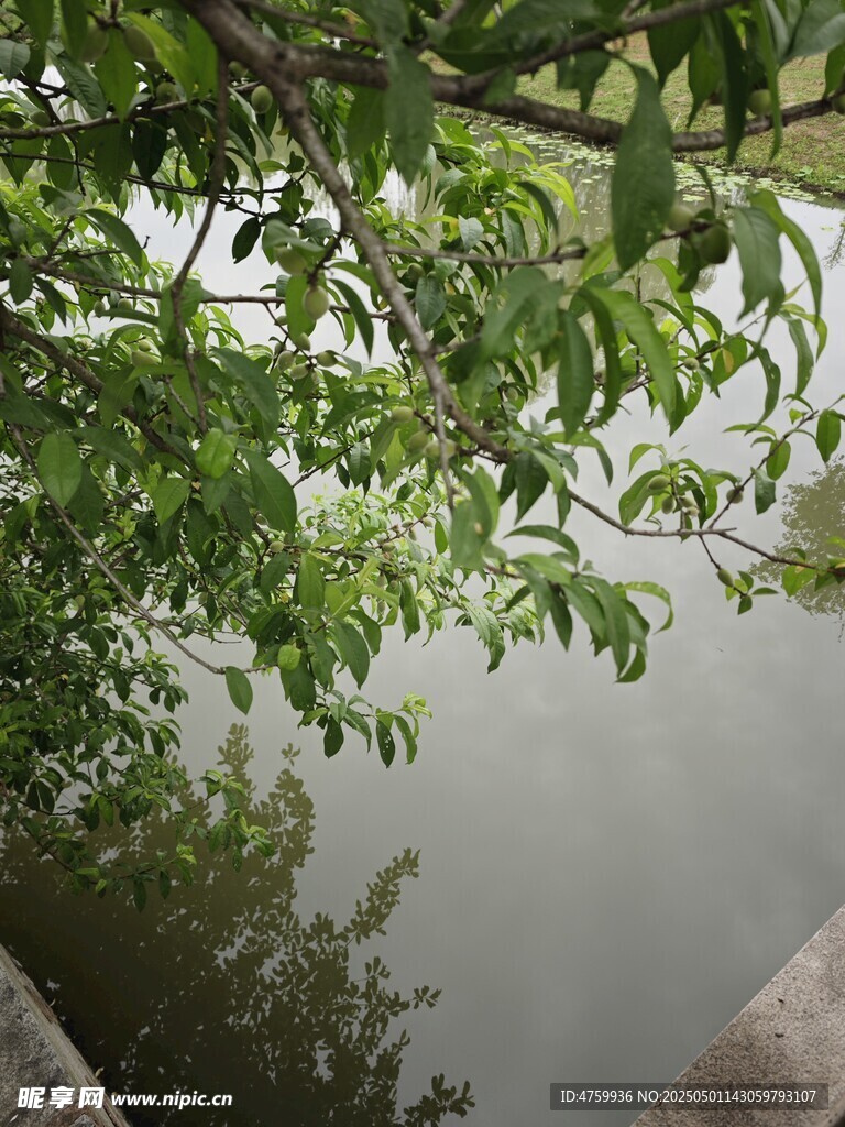 桃子  綠蔭下的靜謐湖水
