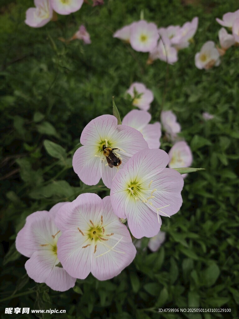 粉色月見草綻放生機 蜜蜂
