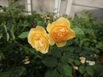 兩朵嬌艷黃玫瑰綻放
