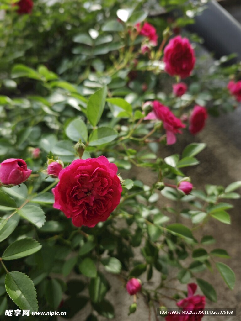 嬌艷紅玫瑰綻放綠葉間