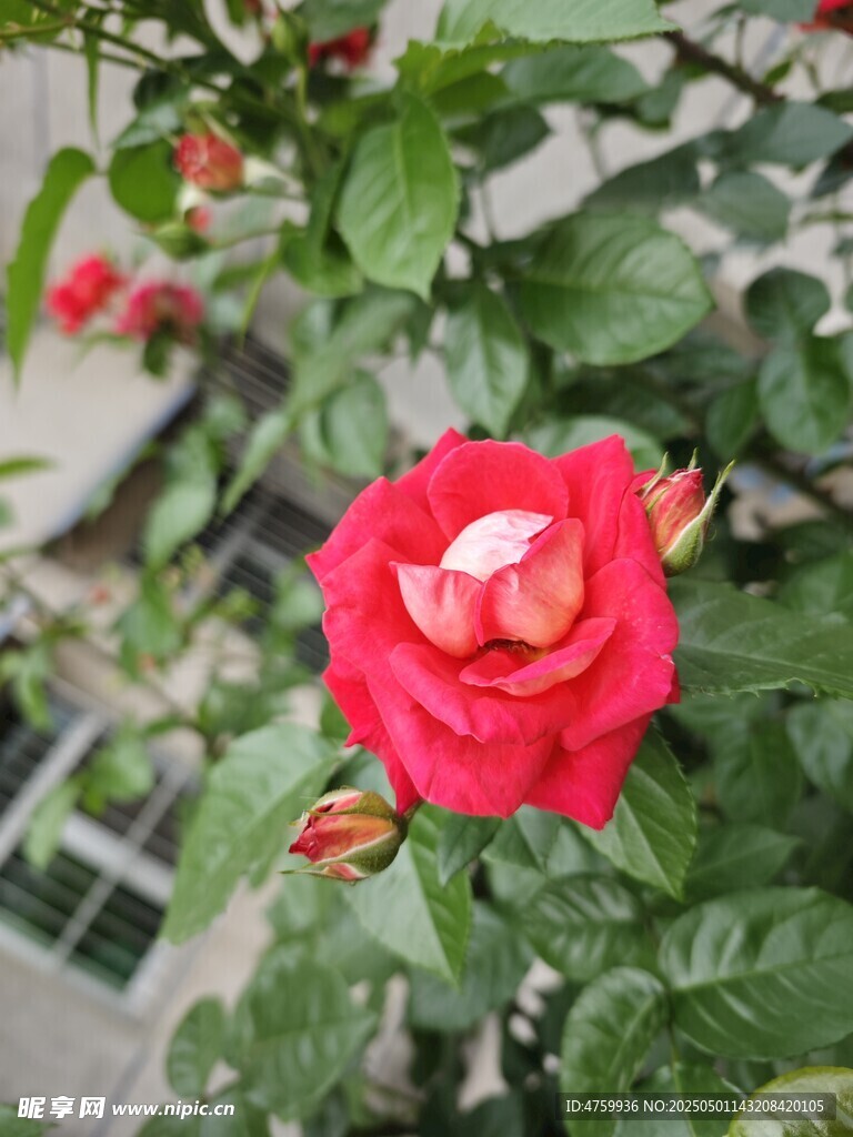 嬌艷紅玫瑰綻放綠葉間