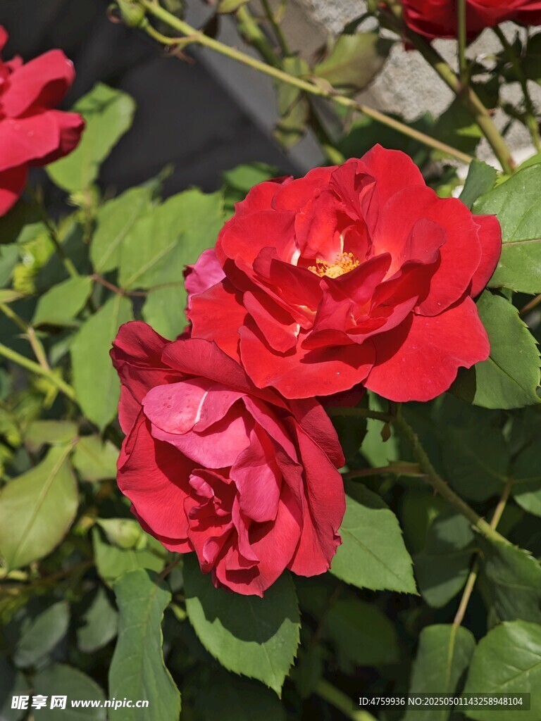 嬌艷綻放的紅色月季花