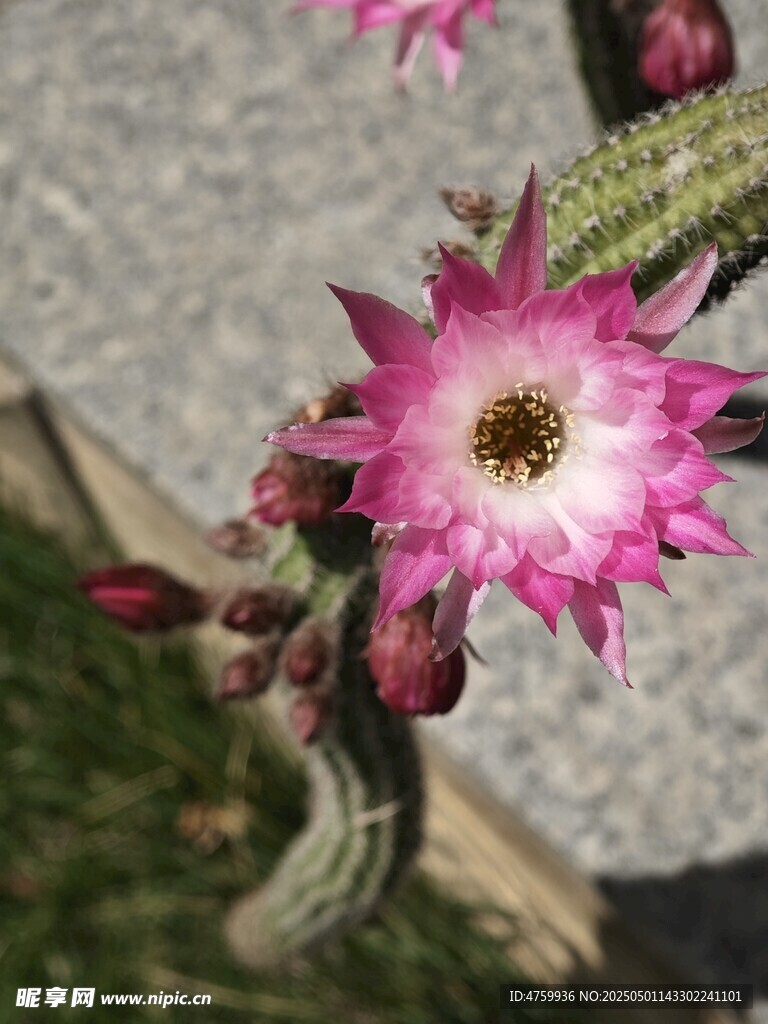 仙人掌上綻放的艷麗花朵
