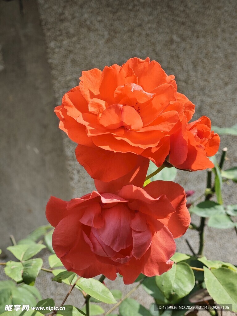 鮮艷橙紅玫瑰綻放