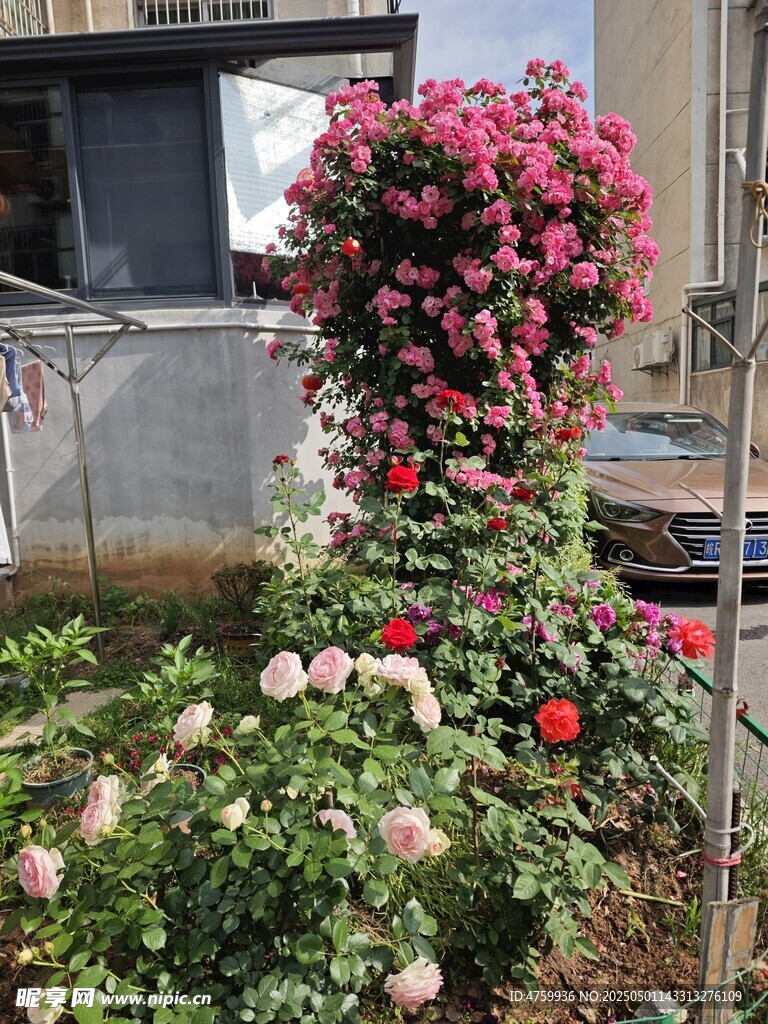 繁花簇擁的美麗花園景觀