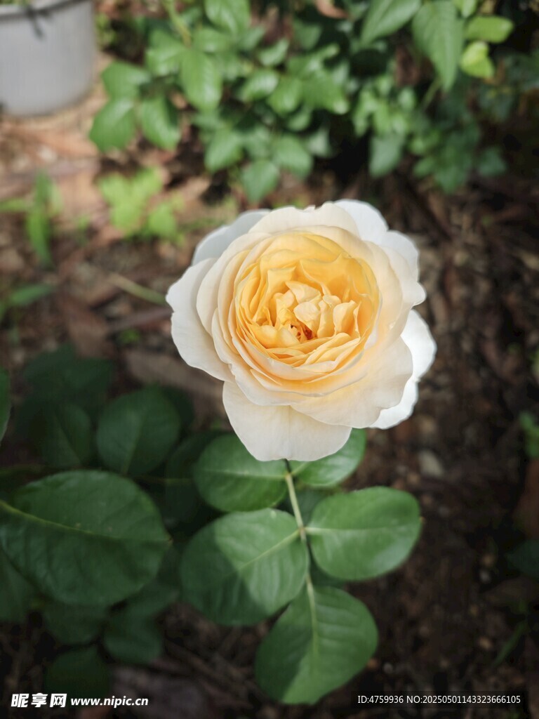 香檳月季