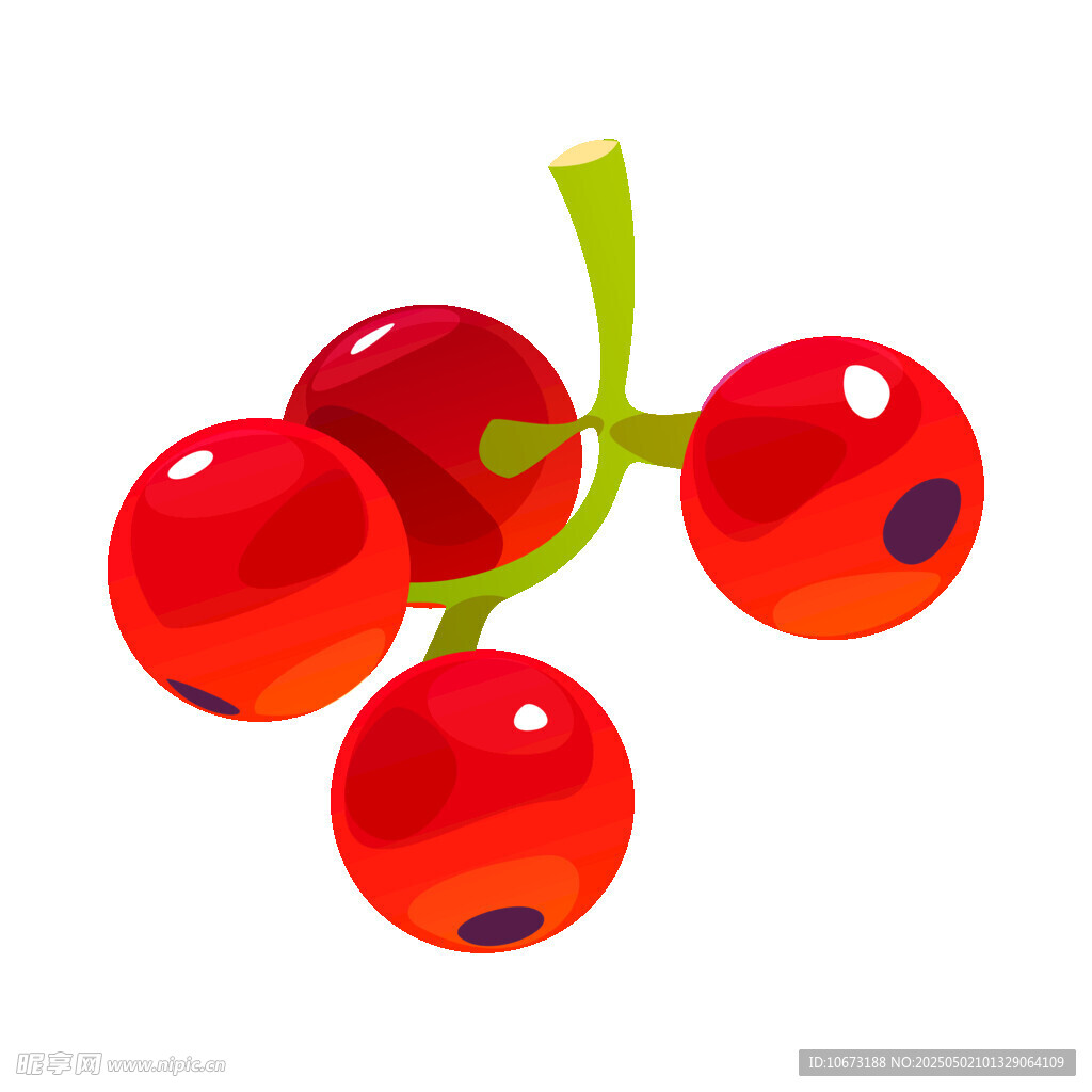 紅醋栗果實插畫