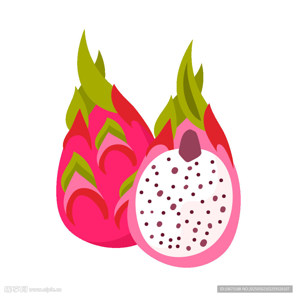 火龍果插畫