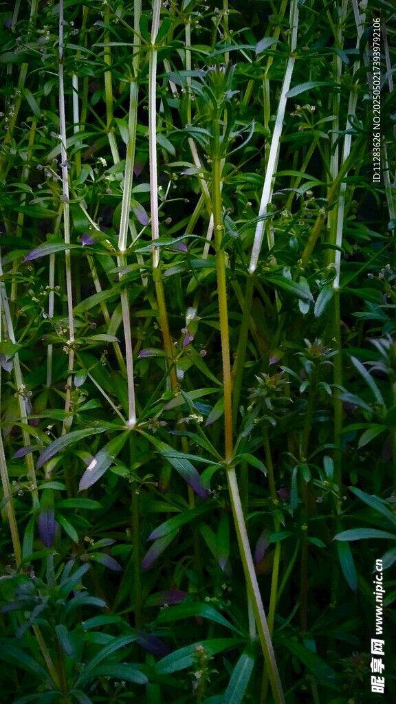 翠綠竹林生機(jī)勃勃景象