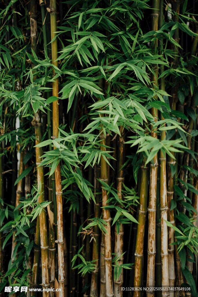 翠綠竹林景致
