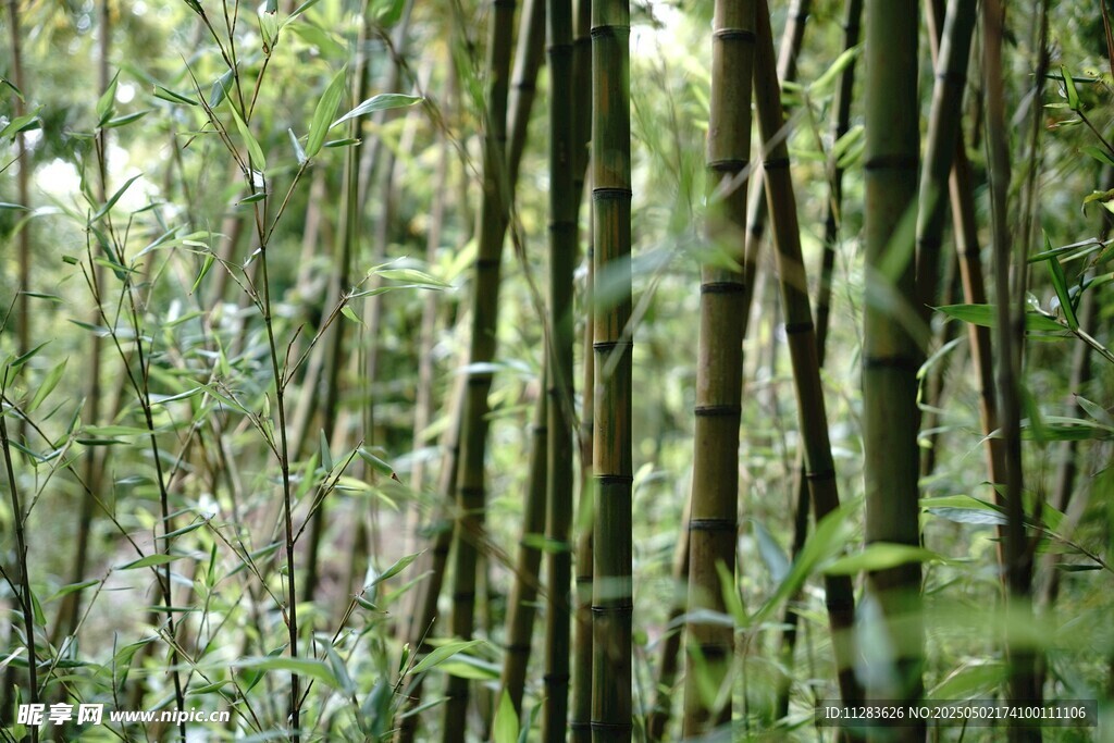 茂密叢林中的綠色植物景觀
