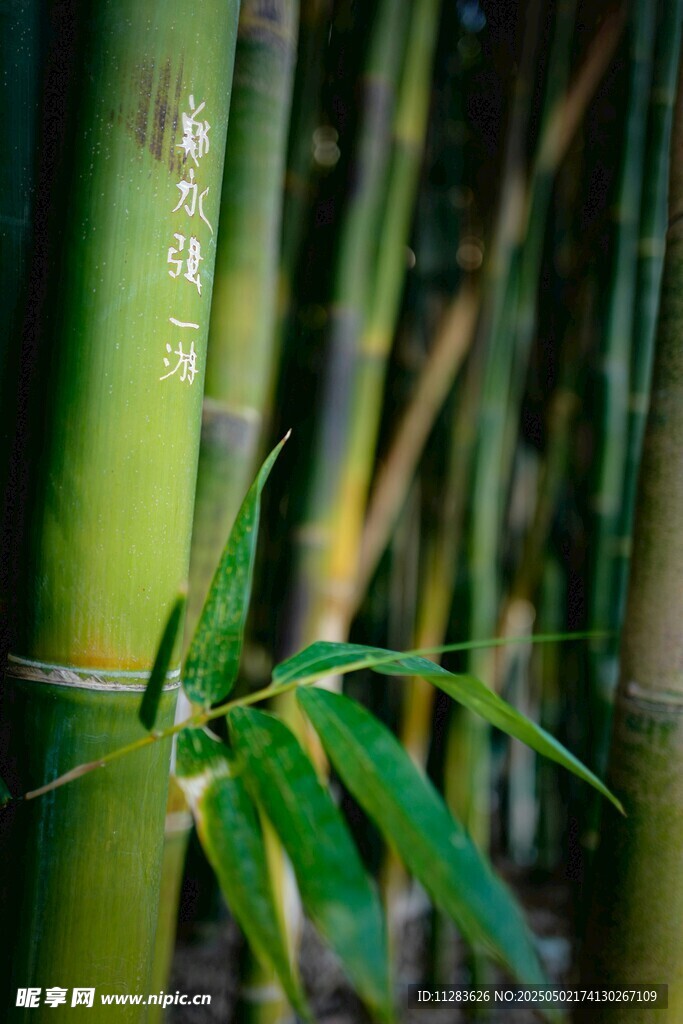 翠綠竹林中的清新竹枝
