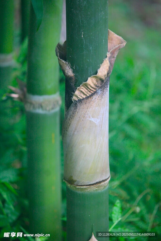 嫩竹特寫 展現(xiàn)清新自然美
