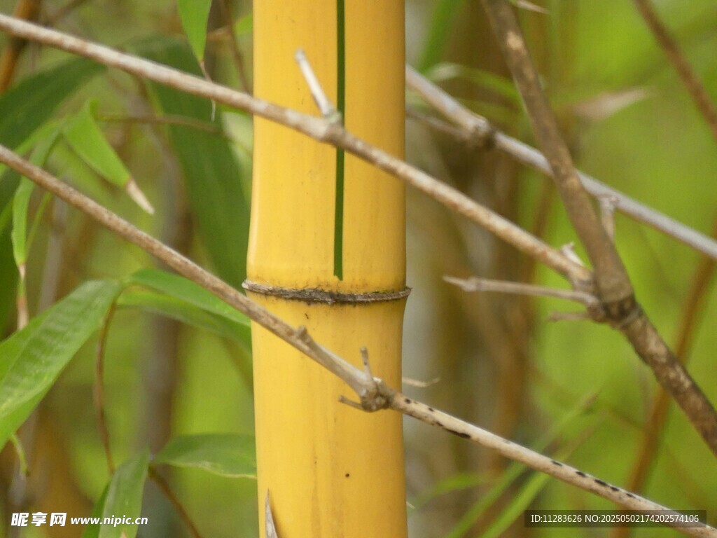黃竹特寫