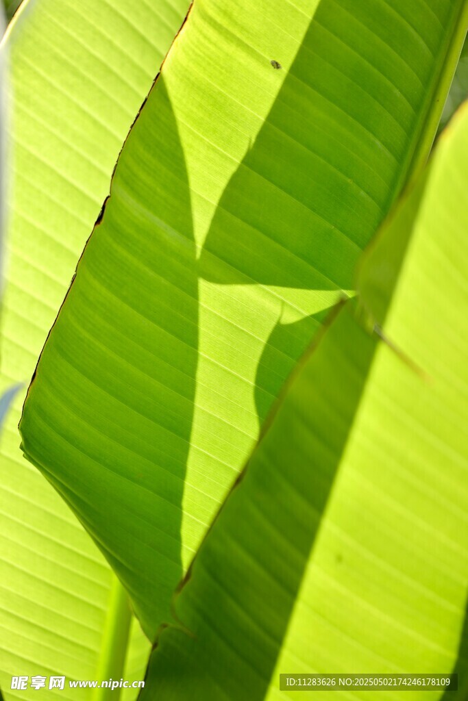 翠綠芭蕉葉特寫