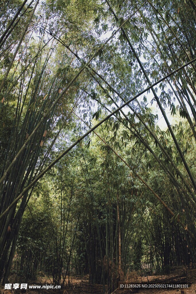 竹林幽徑綠意盎然