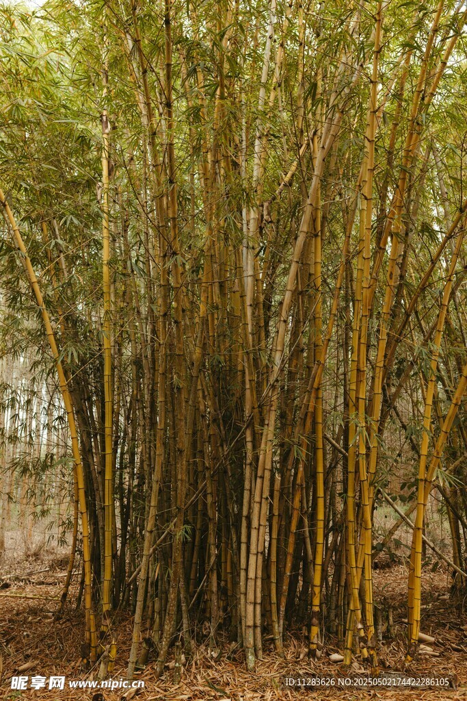 竹林茂密景象