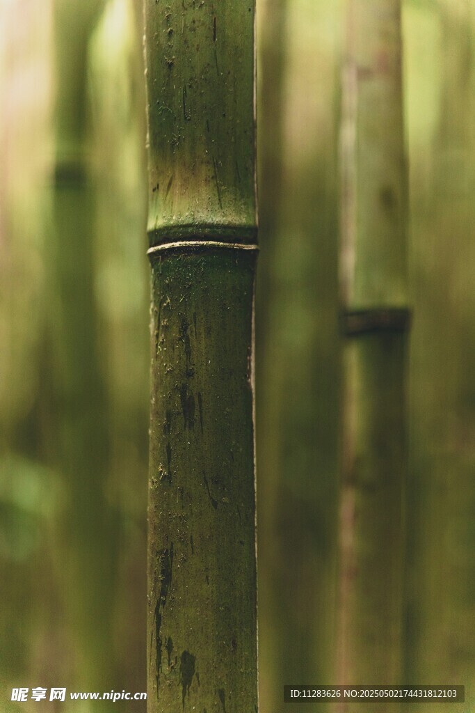 竹林中的翠綠竹子