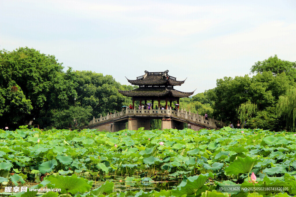荷塘中的古典亭閣美景