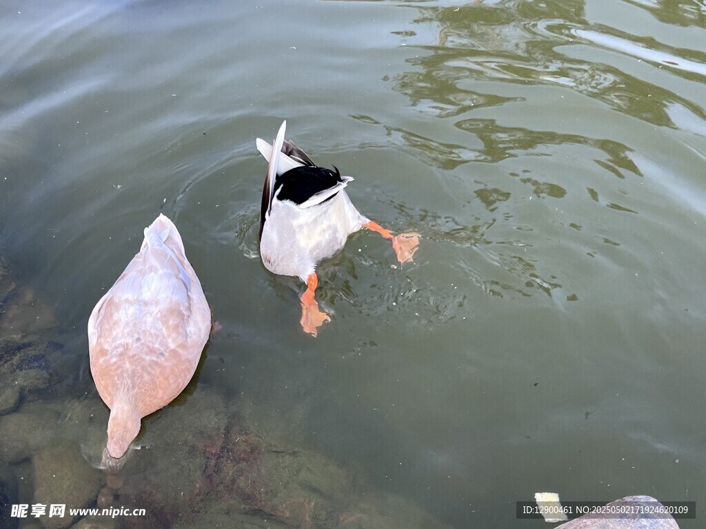 鴨子喝水