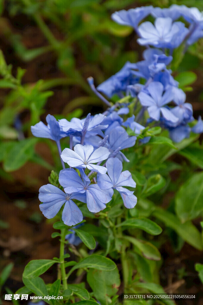 藍花綻放綠意間