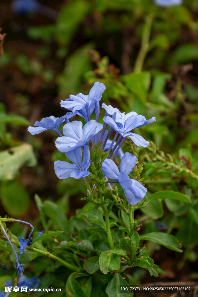 藍(lán)花綻放綠意間