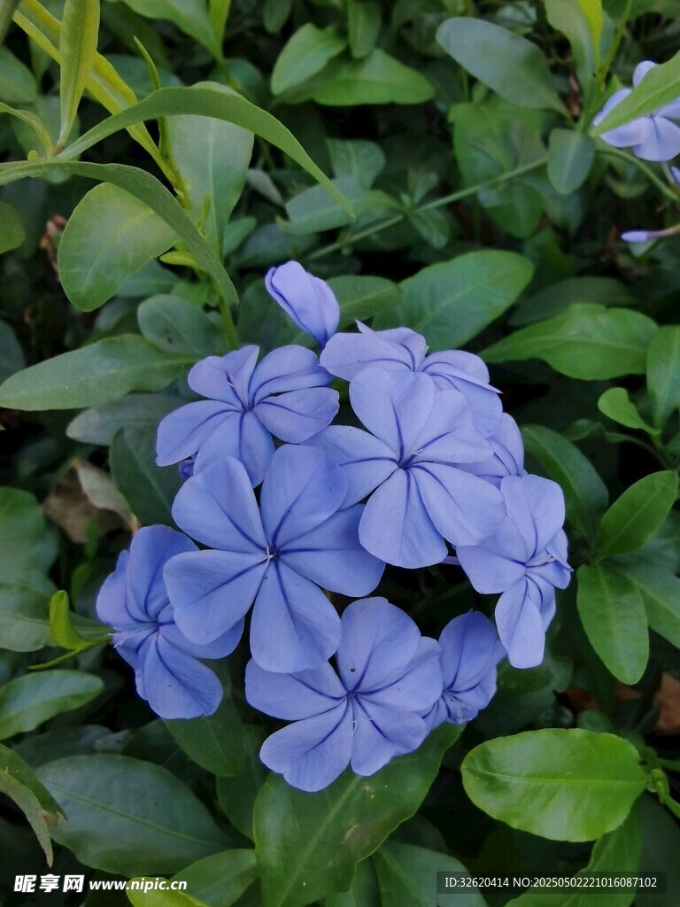 藍花丹