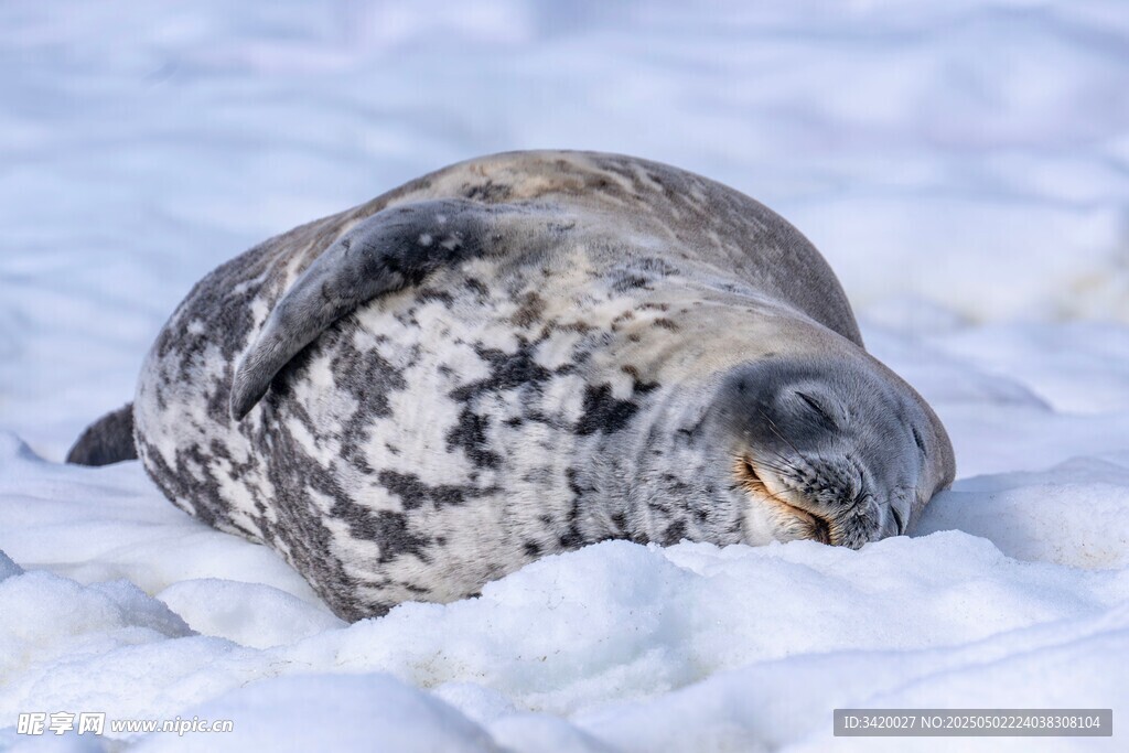 海豹