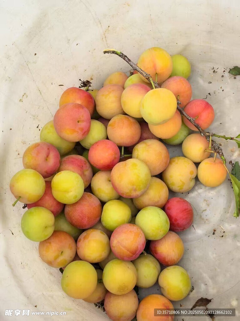 盆中多彩李子果實飽滿