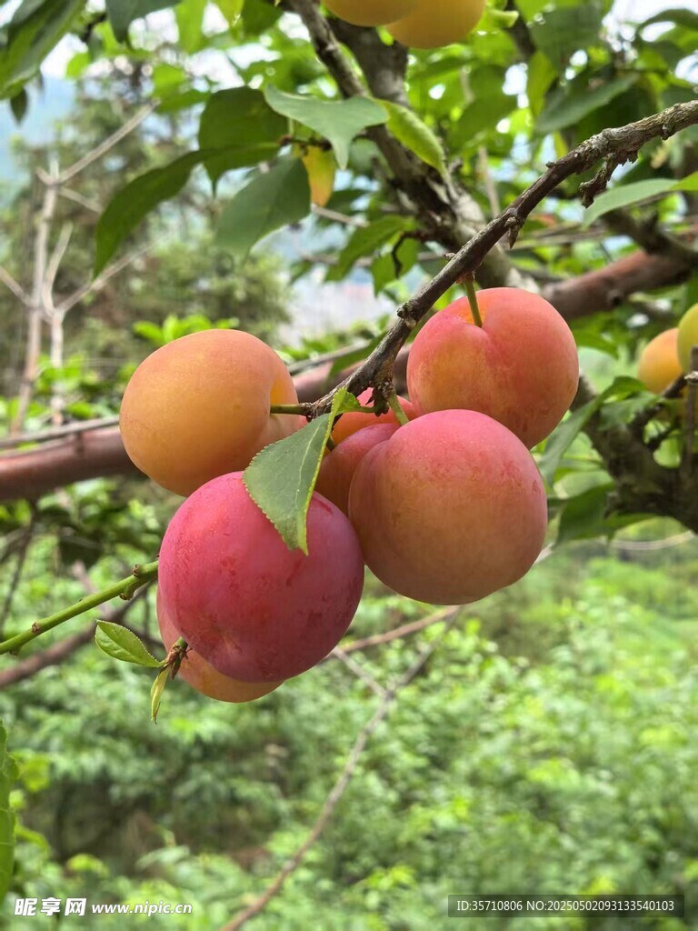 枝頭飽滿誘人的新鮮李子