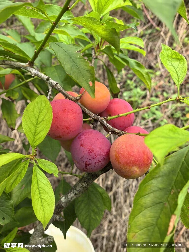 枝頭飽滿誘人的成熟李子