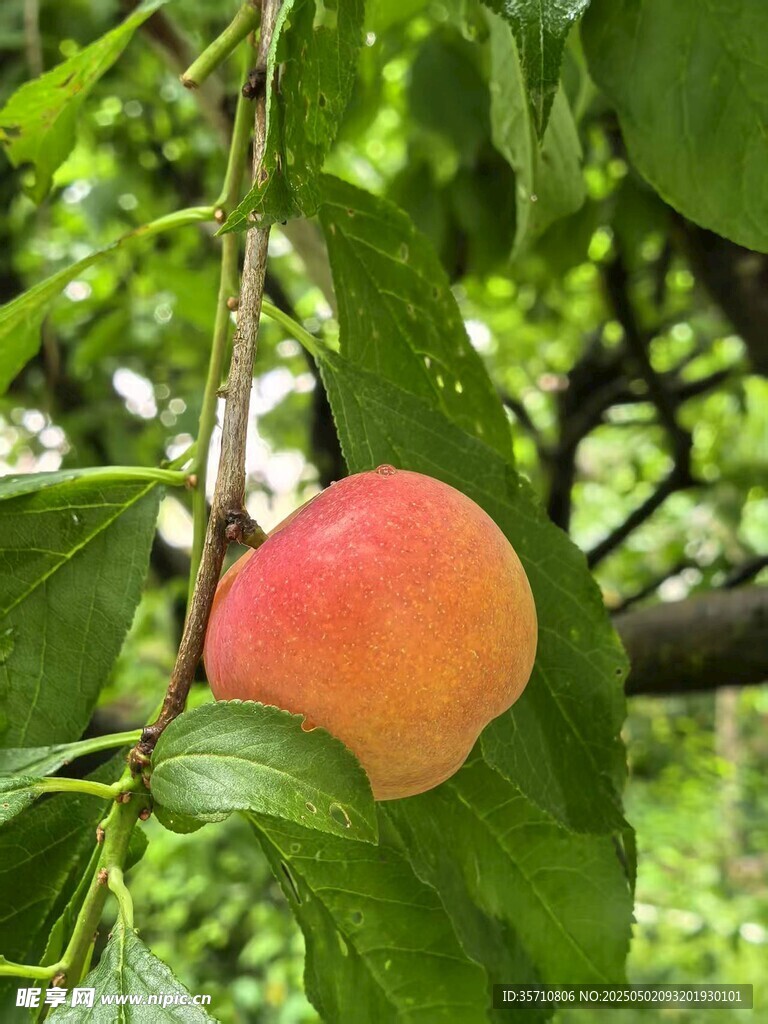 枝頭鮮桃掛綠葉間