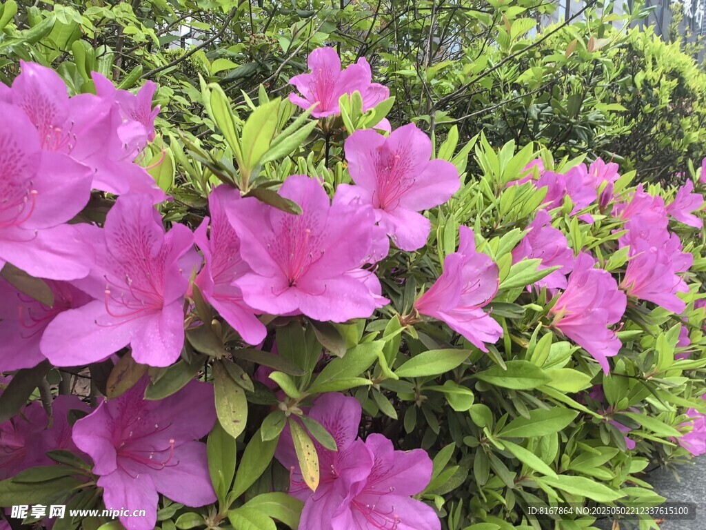 嬌艷盛開的粉色杜鵑花