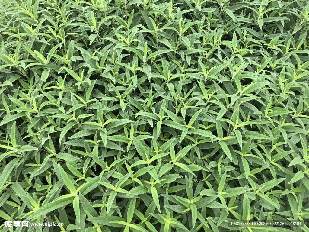 翠綠細長葉片植物特寫