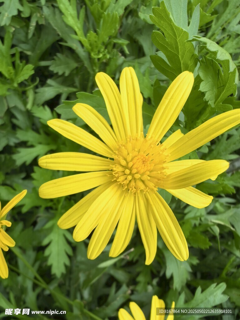 黃色小雛菊綻放綠葉間