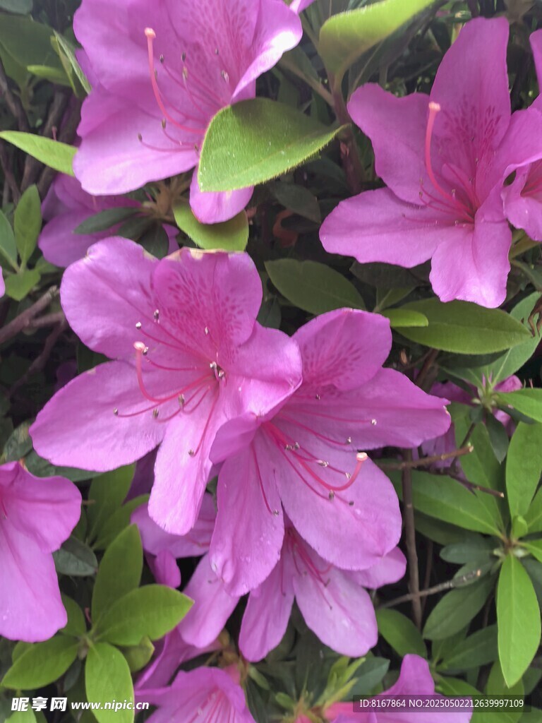 嬌艷綻放的美麗紫杜鵑花
