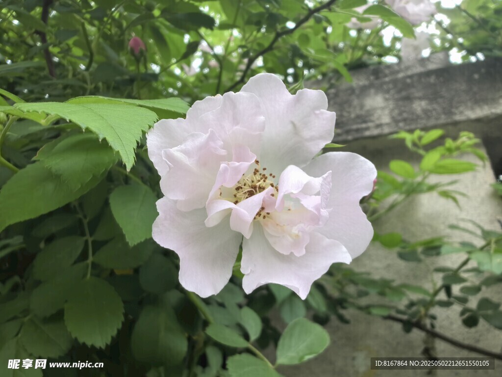 單朵粉白薔薇綻放綠葉間