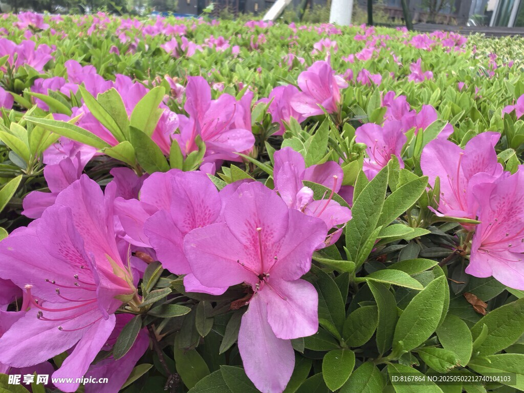 爛漫粉色杜鵑花海