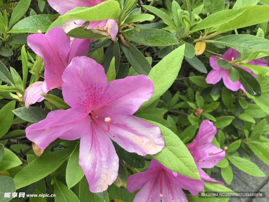 嬌艷粉色杜鵑花綻放