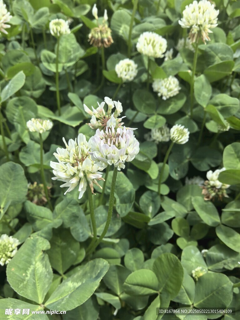三葉草花叢特寫