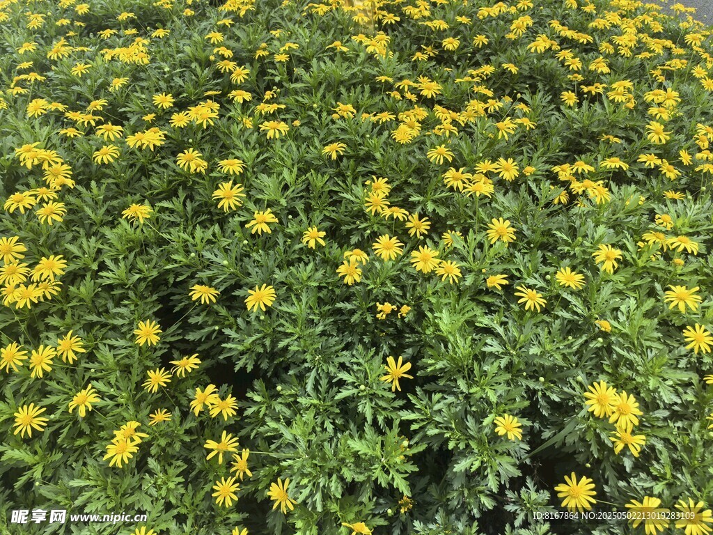 金黃燦爛的菊花花海