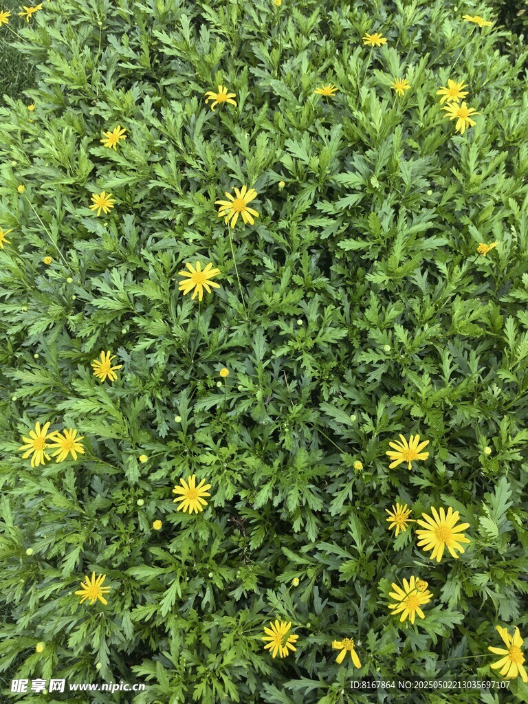 綠葉叢中綻放的黃色小花