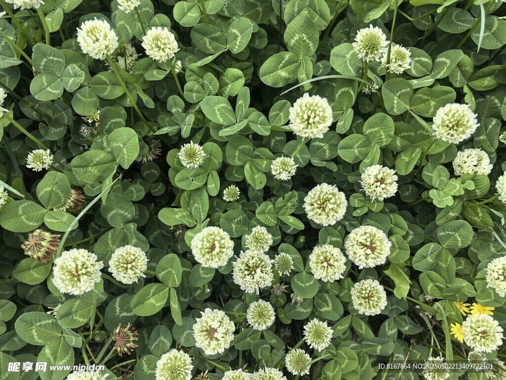 白花三葉草特寫
