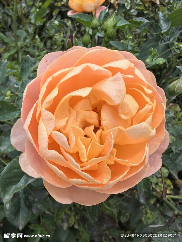 橙色嬌艷月季花綻放