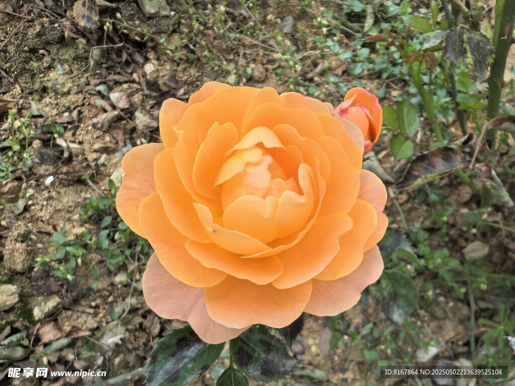橙色嬌艷月季花綻放