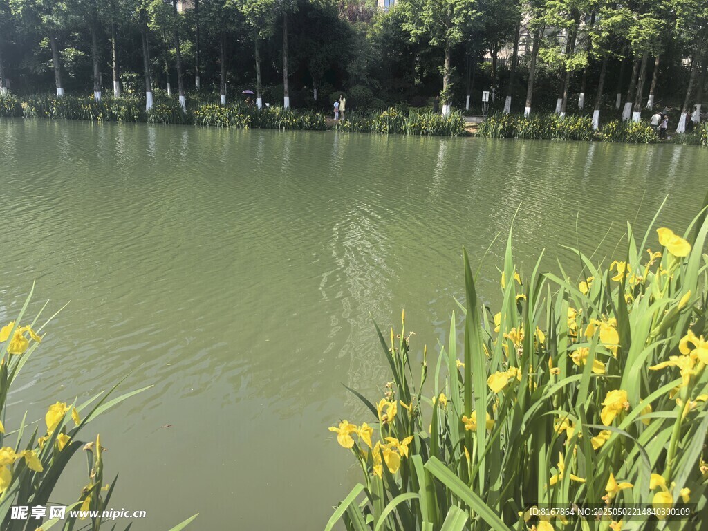 湖畔黃花映綠水