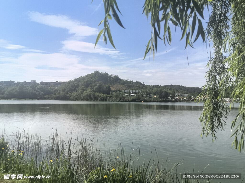 湖畔垂柳映景